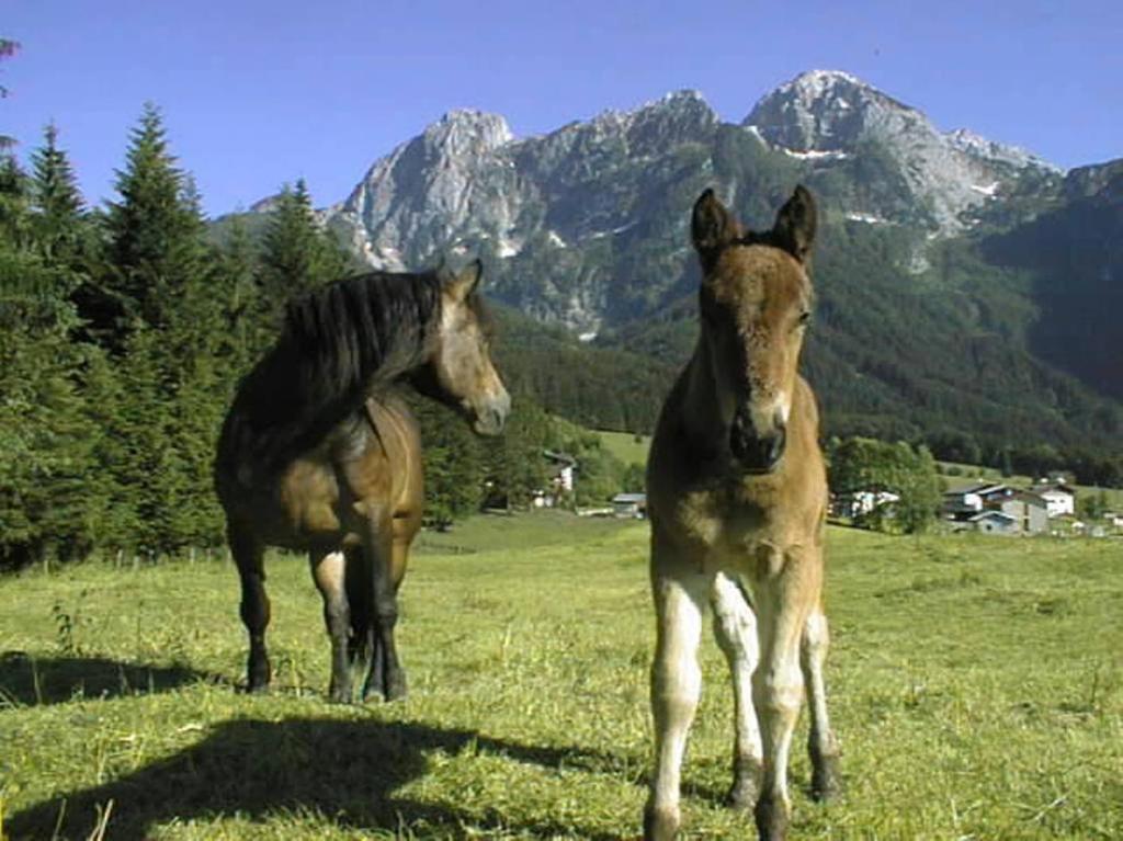 Schoerghof Abtenau Exterior foto